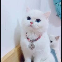 原聲
