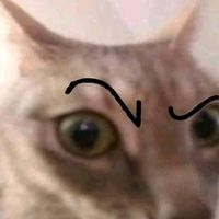 ornitorrincocalvo