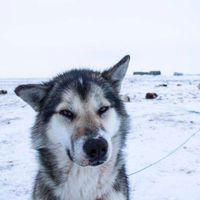 оригинальный звук