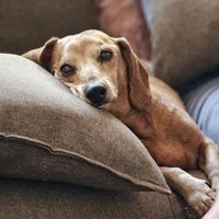 dachshundmia