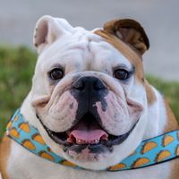 bowser_the_bulldog