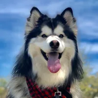 original sound - bandit.thehusky