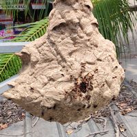 suara asli - Lope Lope sby