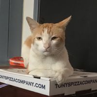 cedriccachola_galaxyjay