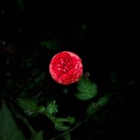 original sound - ARDCH