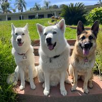 thatwoofpack
