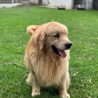 petskennelhugotaboada