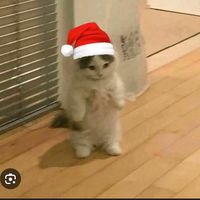 ttkbiel_