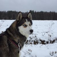 taika.the.husky