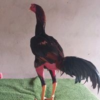 criatoriocaveira