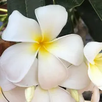 original sound - frangipani_weiss