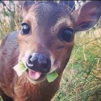 fawny_baby