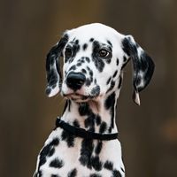 dalmatian_chanson