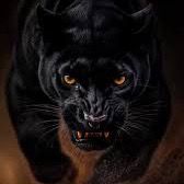 black_panther.carwash