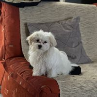 max.maximus24