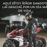 gallo4772