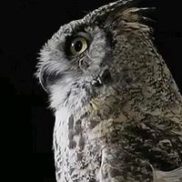 ghosst_owl