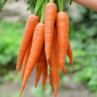 carrot.12123