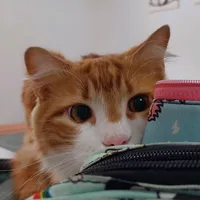 original sound - maylo.zami