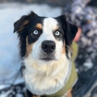 k9._dogs
