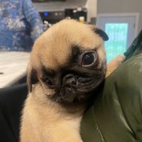 romanthepug