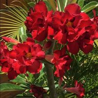 rosadodeserto8gmail.com