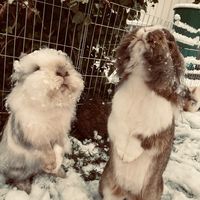 _beauty.bunnys_