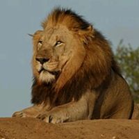 original sound - Life