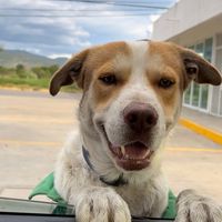 mailoelperrogasolinero