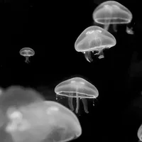 original sound - cinema.341