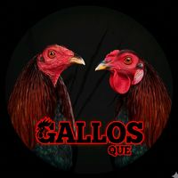 gallos.que