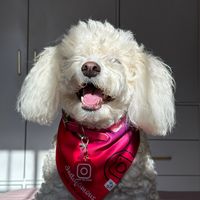 beily_the_poodle
