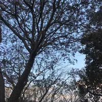 original sound - 3595rou