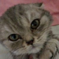 cat_cooc