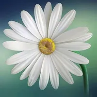 original sound - finag09