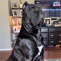 maximus_canecorso