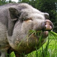 оригинальный звук