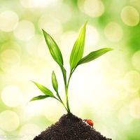 planting05