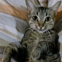 original sound - itty.bitty_kitties