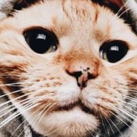 kitty_25890