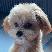 оригінальний звук