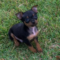 original sound - pingo.o.pinscher