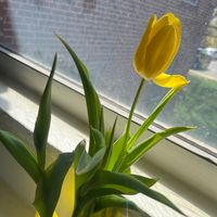onyx_830