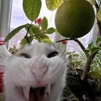 оригинальный звук