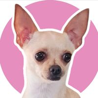 liljazzypawsofficial