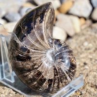 forgottenfossils