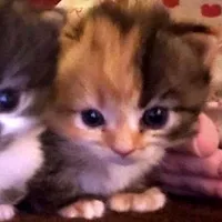 original sound - euamoovinizk