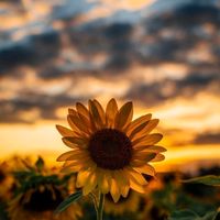 atardeceres377