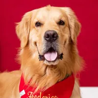 original sound - golden_frederico