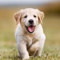 osobearours_official